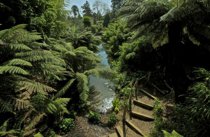 Jungle at Lost Gardens of Heligan