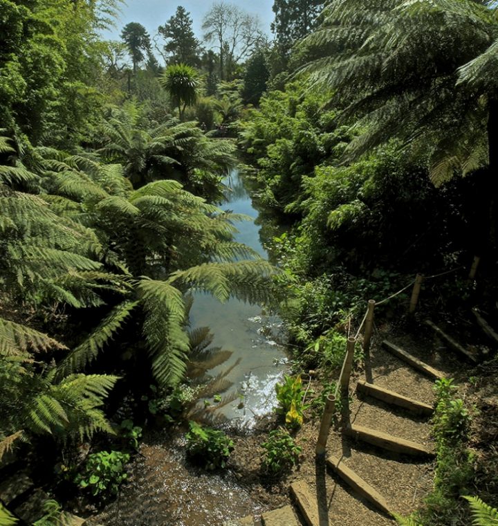 Jungle at Lost Gardens of Heligan